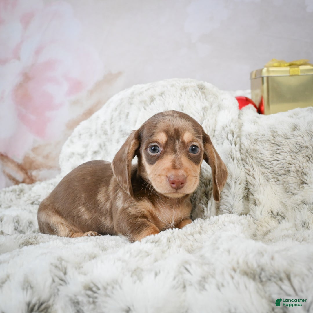 Miniature Dachshund dogs for sale: Eloise - Ad 3