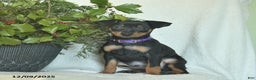 Miniature Pinscher dogs for sale: Pilot - Ad 1