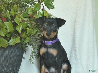Miniature Pinscher dogs Pilot - Ad 29