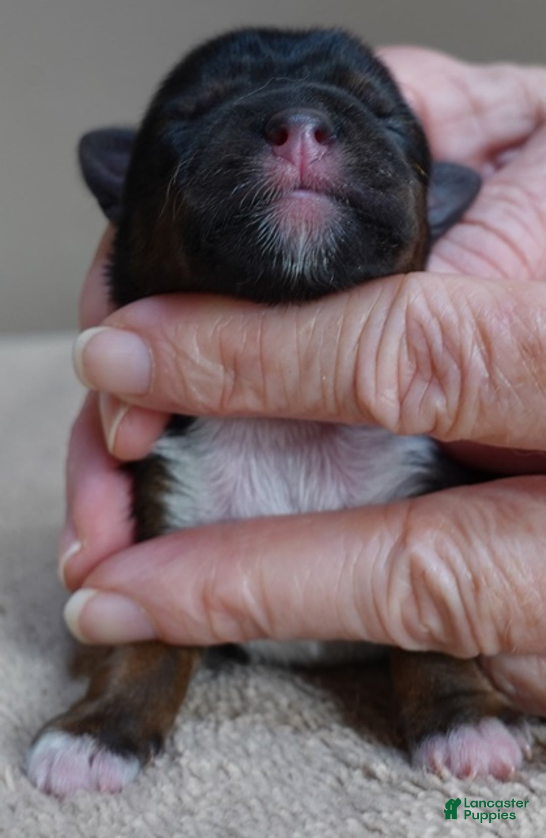 Yorkshire Terrier dogs for sale: Rio  - Ad 7