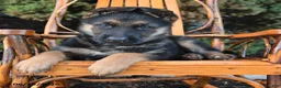 German Shepherd dogs for sale: Dozer - Ad 4
