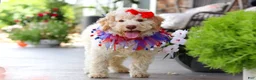 Lagotto Romagnolo dogs for sale: Kaylee - Ad 3