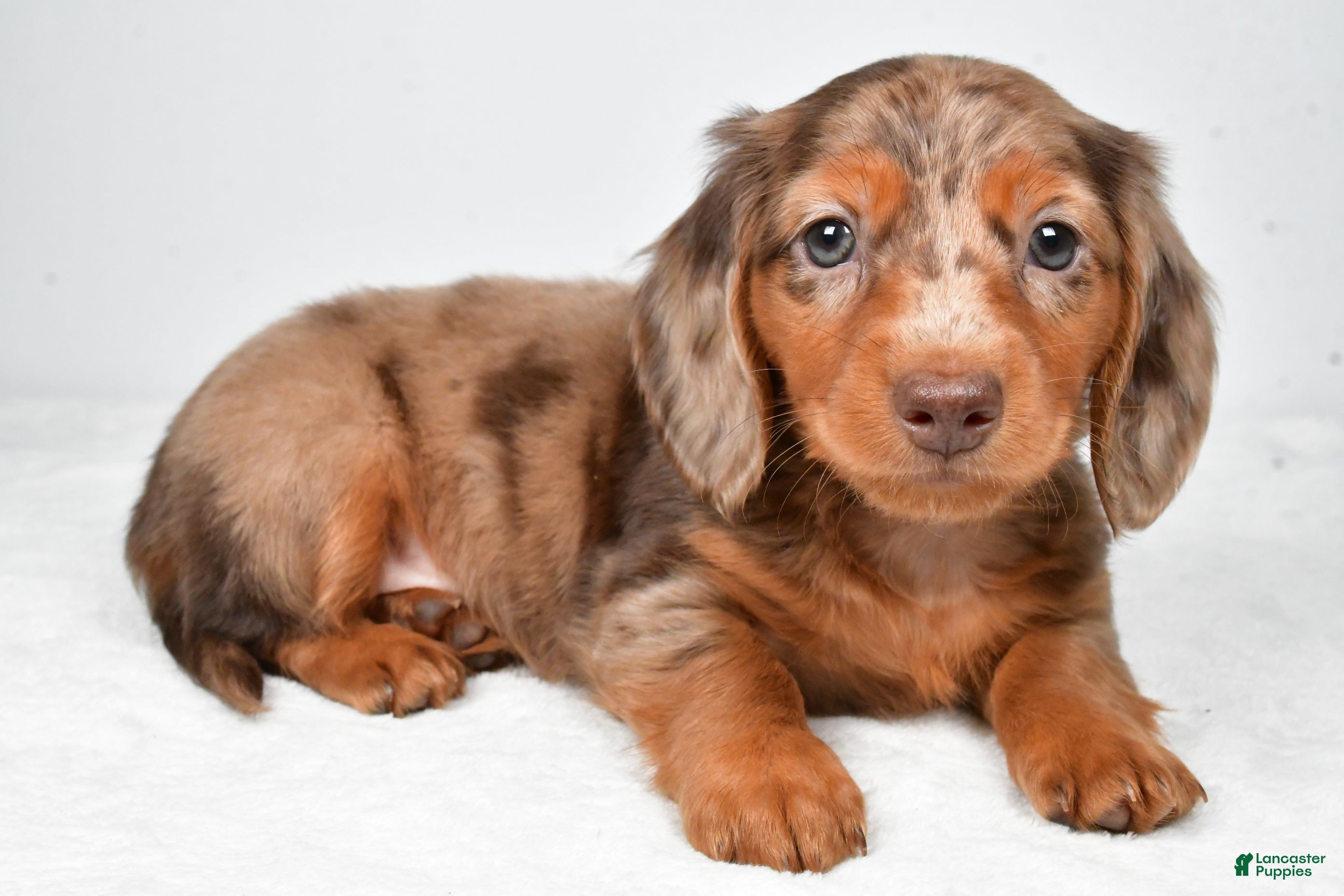 Miniature Dachshund dogs Max - Ad 1