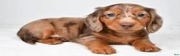 Miniature Dachshund dogs for sale: Max - Ad 1