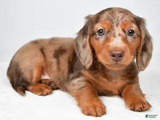 Miniature Dachshund dogs for sale: Max - Ad 2