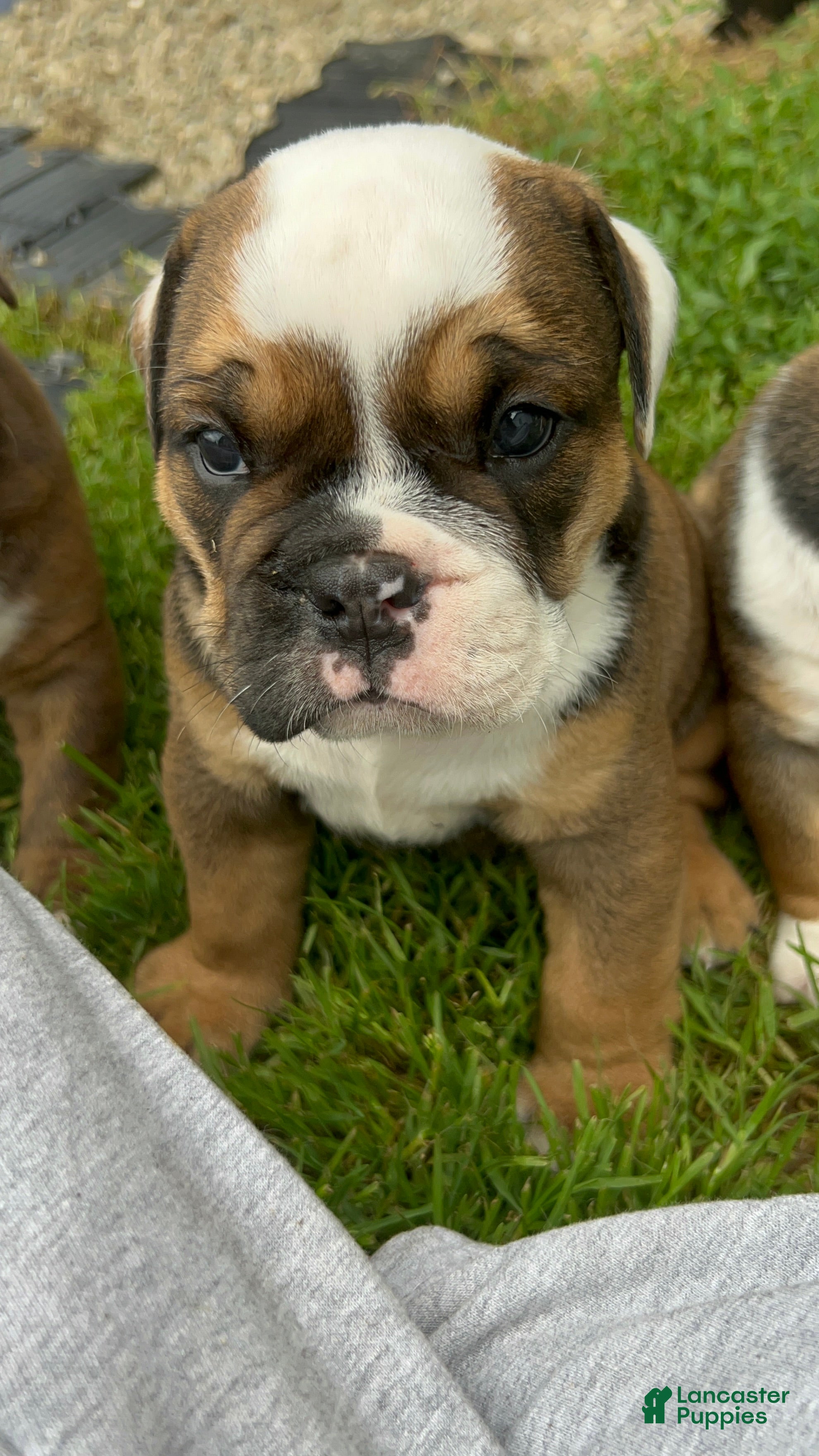 Mixed Breed dogs Rolo - Ad 2