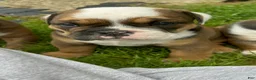 Mixed Breed dogs for sale: Rolo - Ad 2