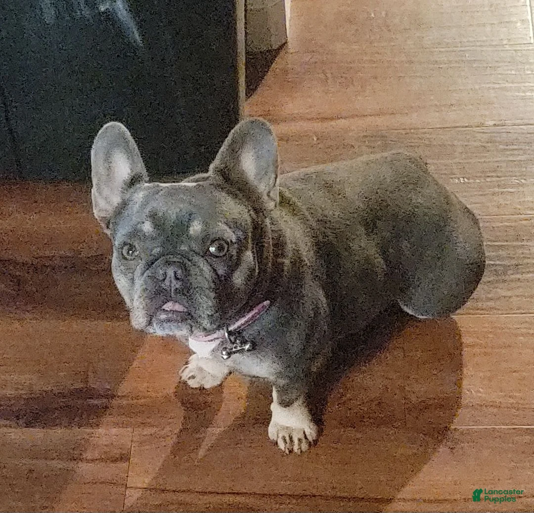 French Bulldog dogs for sale: French Bulldog 4 - Ad 2