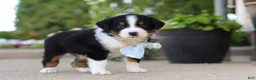 Miniature Australian Shepherd dogs for sale: Frankie - Ad 3