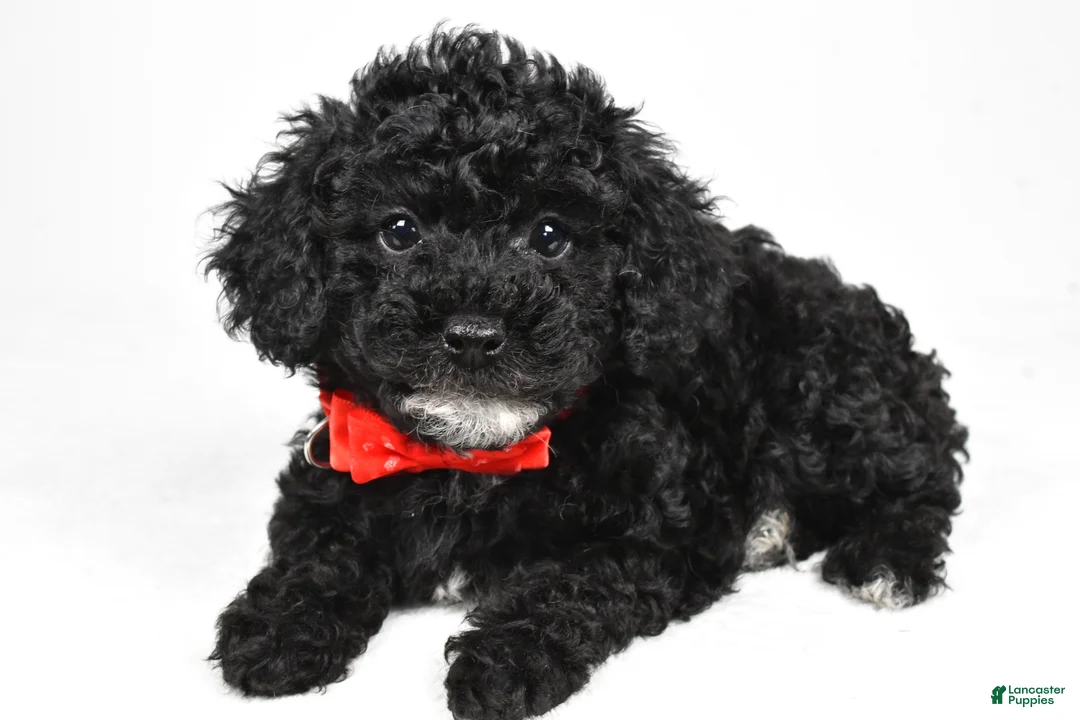 Miniature Poodle dogs for sale: Josh - Ad 2