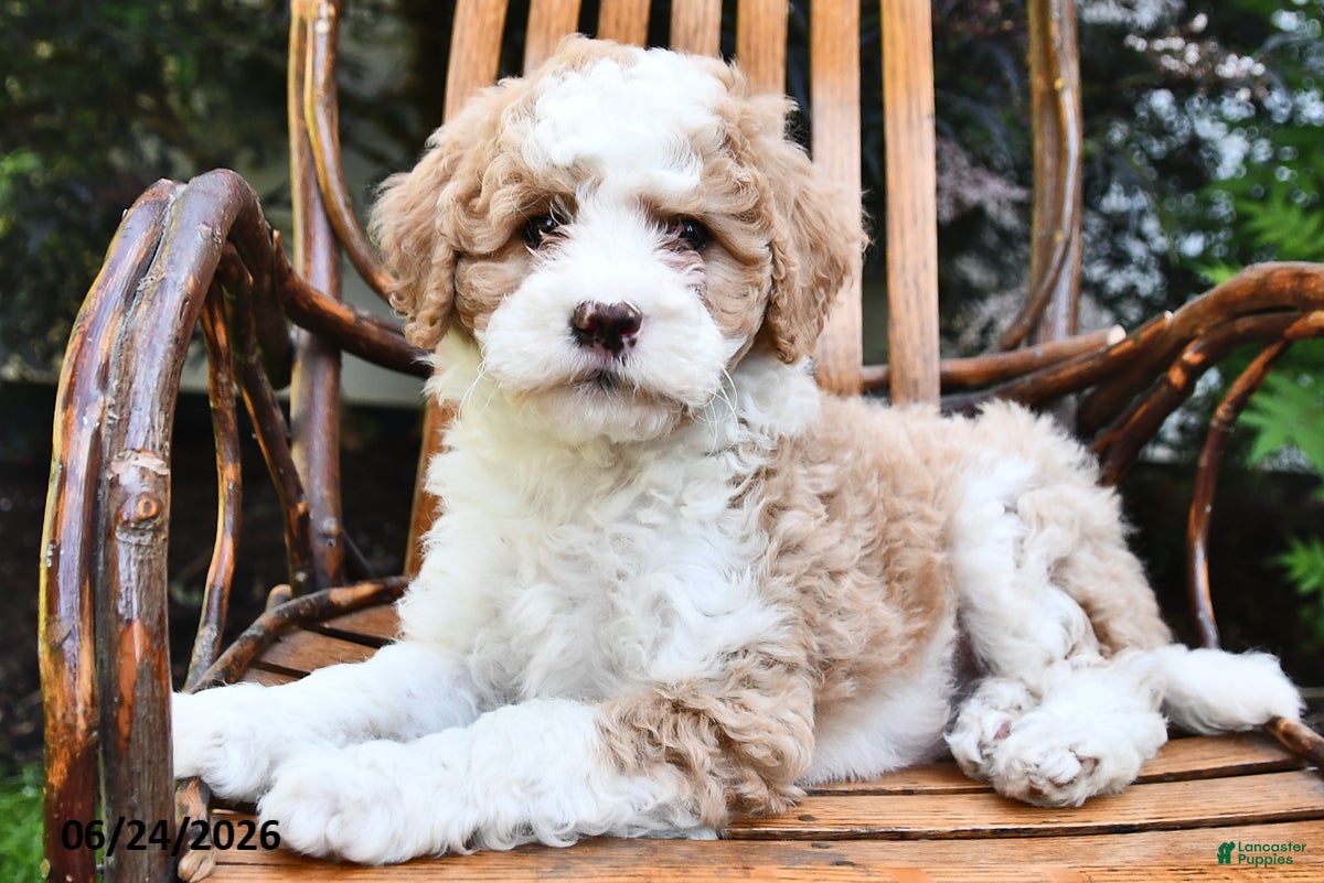Mini Bernedoodle dogs Misty - Ad 2