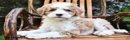 Mini Bernedoodle dogs for sale: Misty - Ad 2