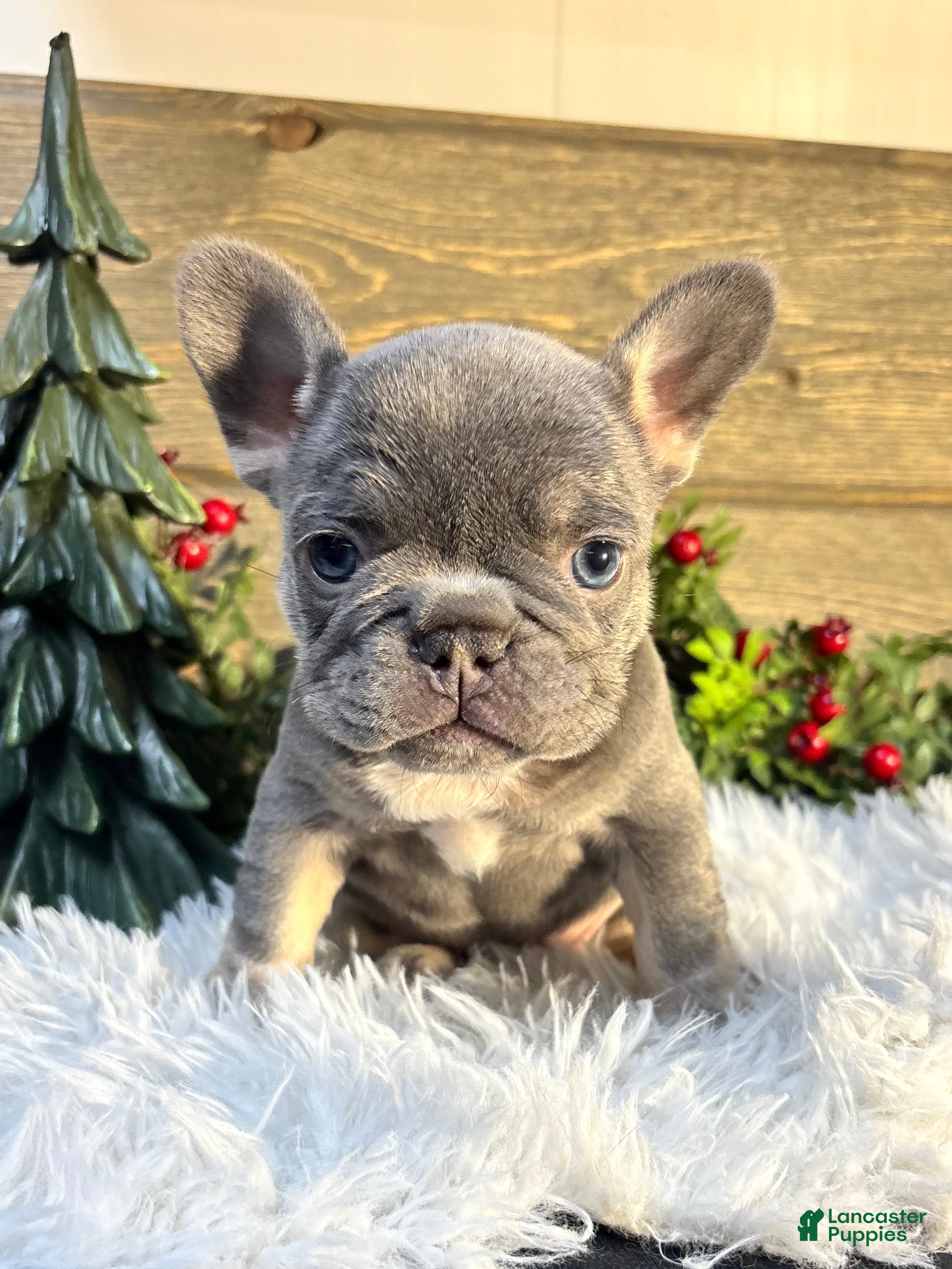 French Bulldog dogs Tesla - Ad 2