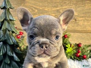 French Bulldog dogs Tesla - Ad 2