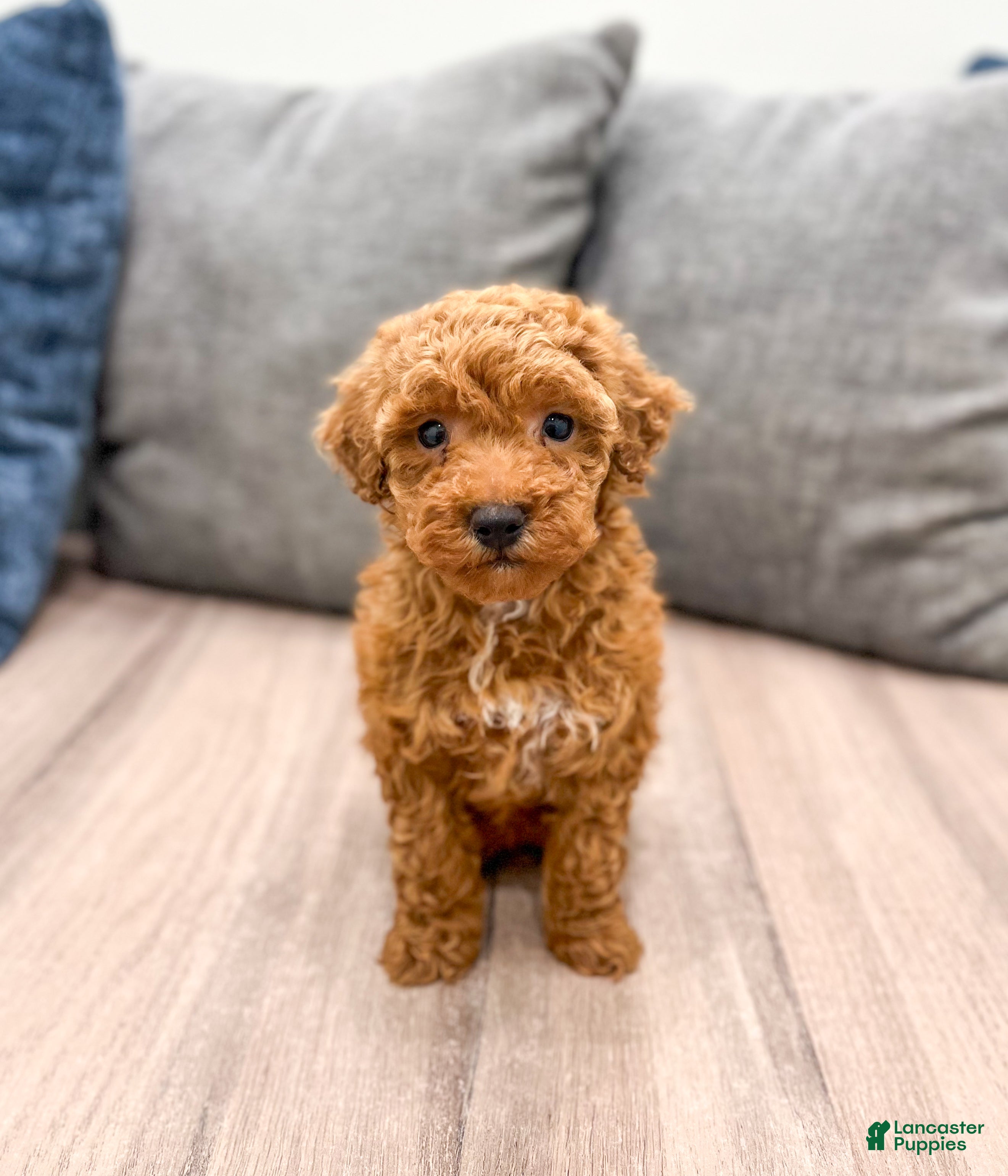 Toy Poodle dogs Hunter - Ad 41