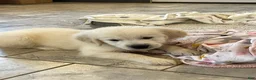 Golden Retriever dogs for sale: Creme Brulé - Ad 1