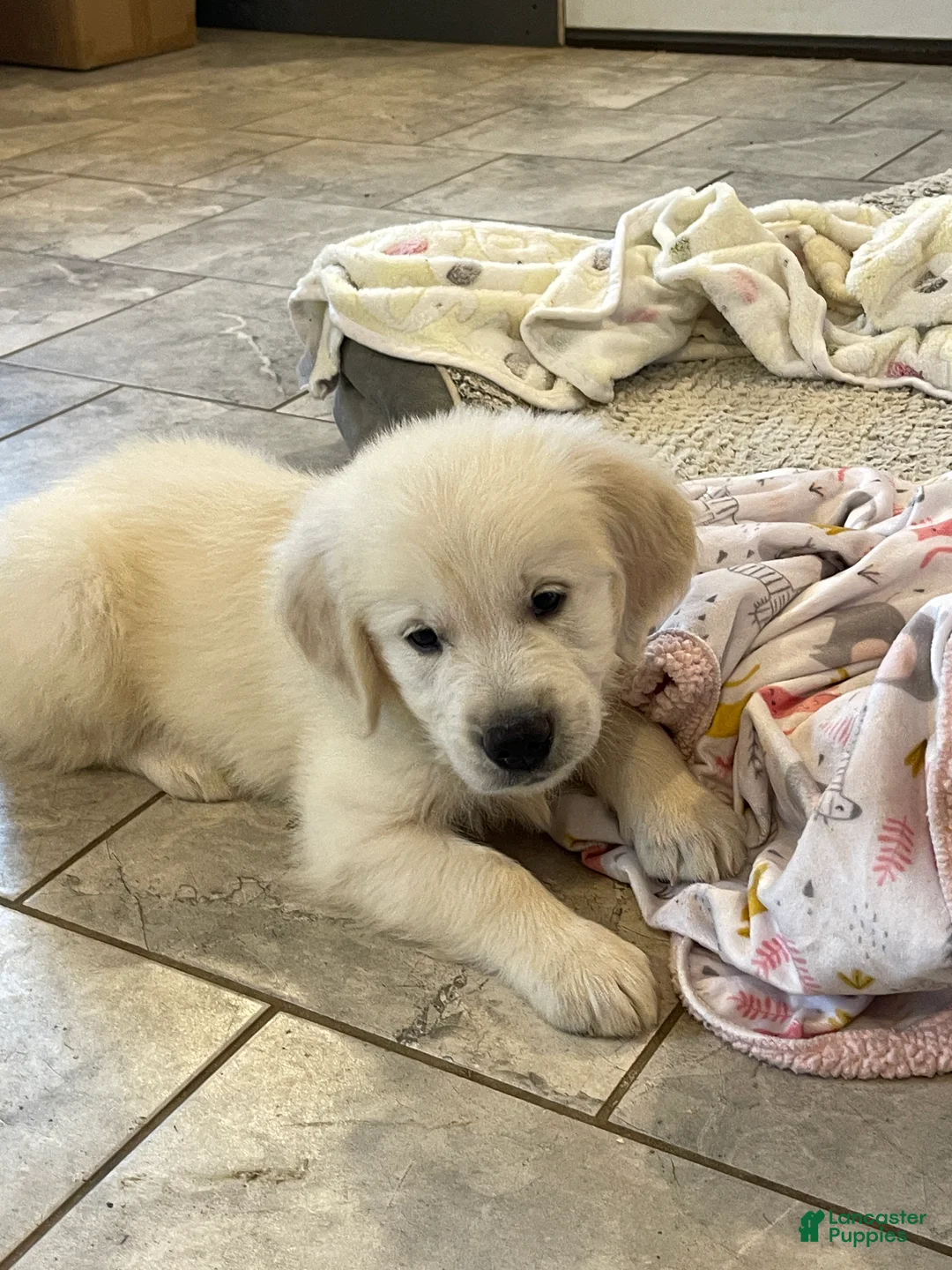 Golden Retriever dogs for sale: Creme Brulé - Ad 1