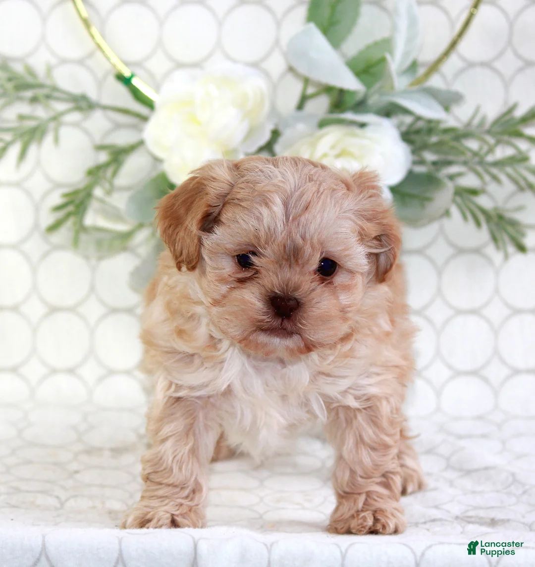 Shihpoo dogs for sale: Ava - Ad 3
