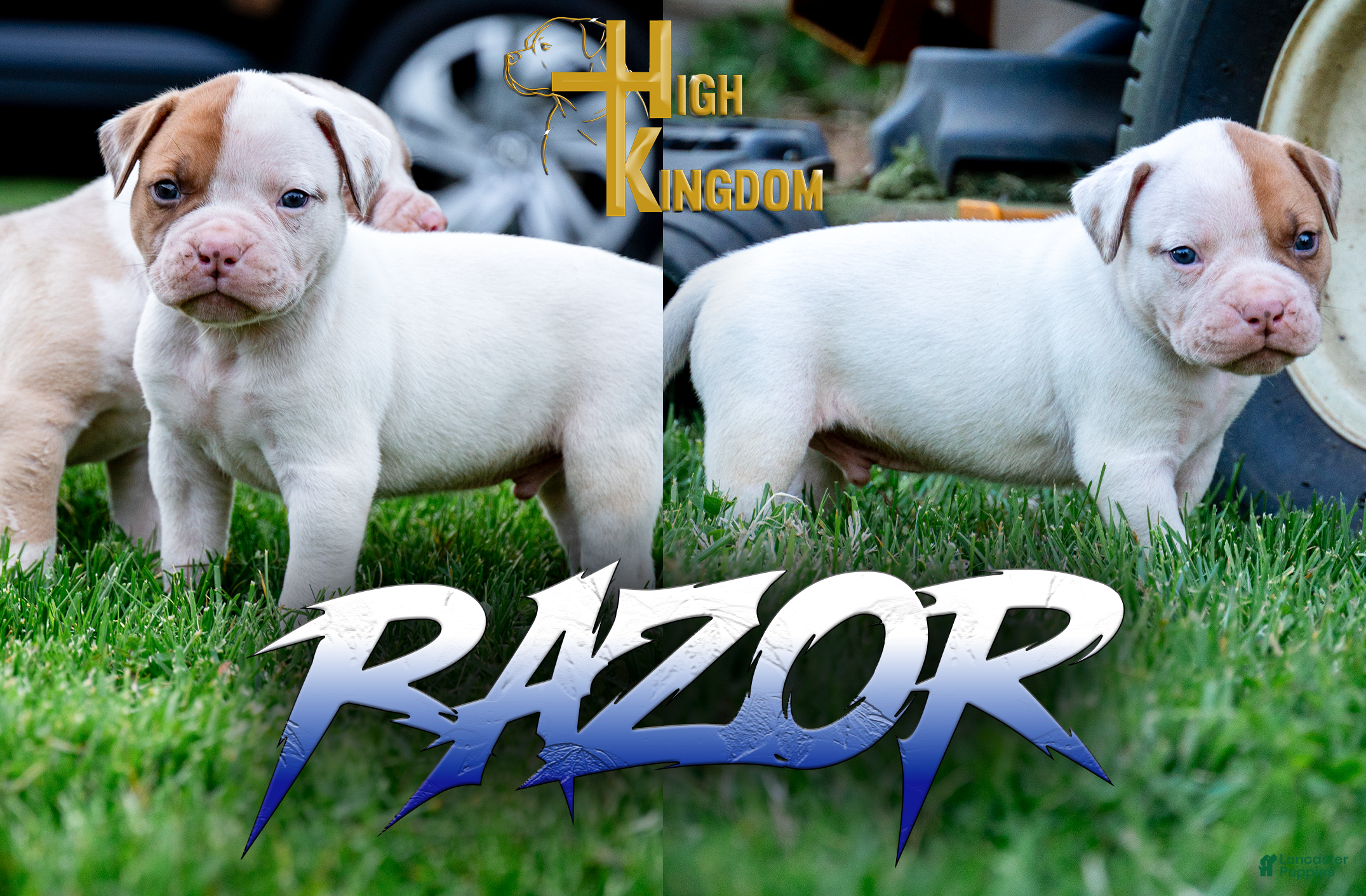 American Bulldog dogs Razor - Ad 1