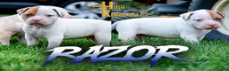 American Bulldog dogs for sale: Razor - Ad 1