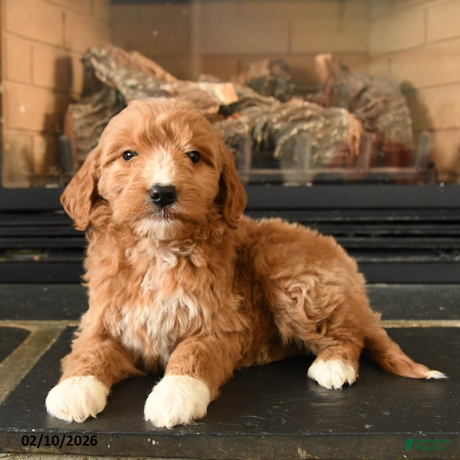 Mini Goldendoodle dogs Winnie - Ad 2