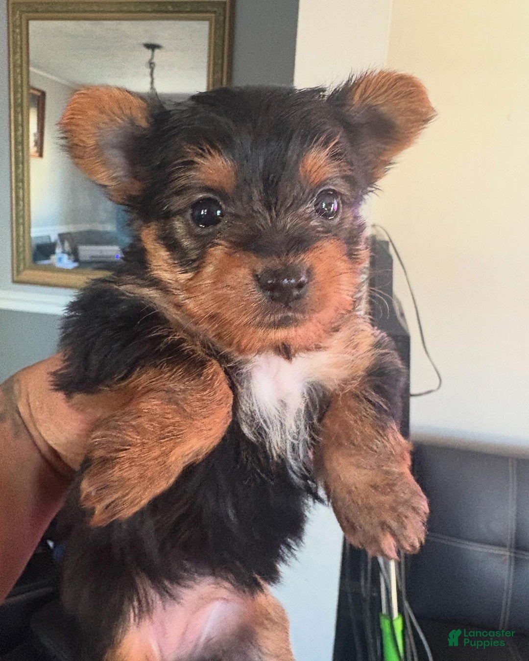 Yorkshire Terrier dogs for sale: Yorkshire Terrier Puppy 2 - Ad 3