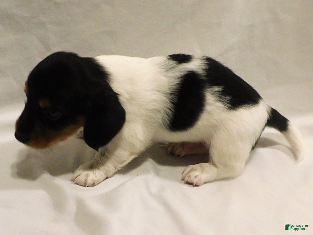 Miniature Dachshund dogs for sale: LMA's ChampionDoxie Snoop Dogg - Ad 26