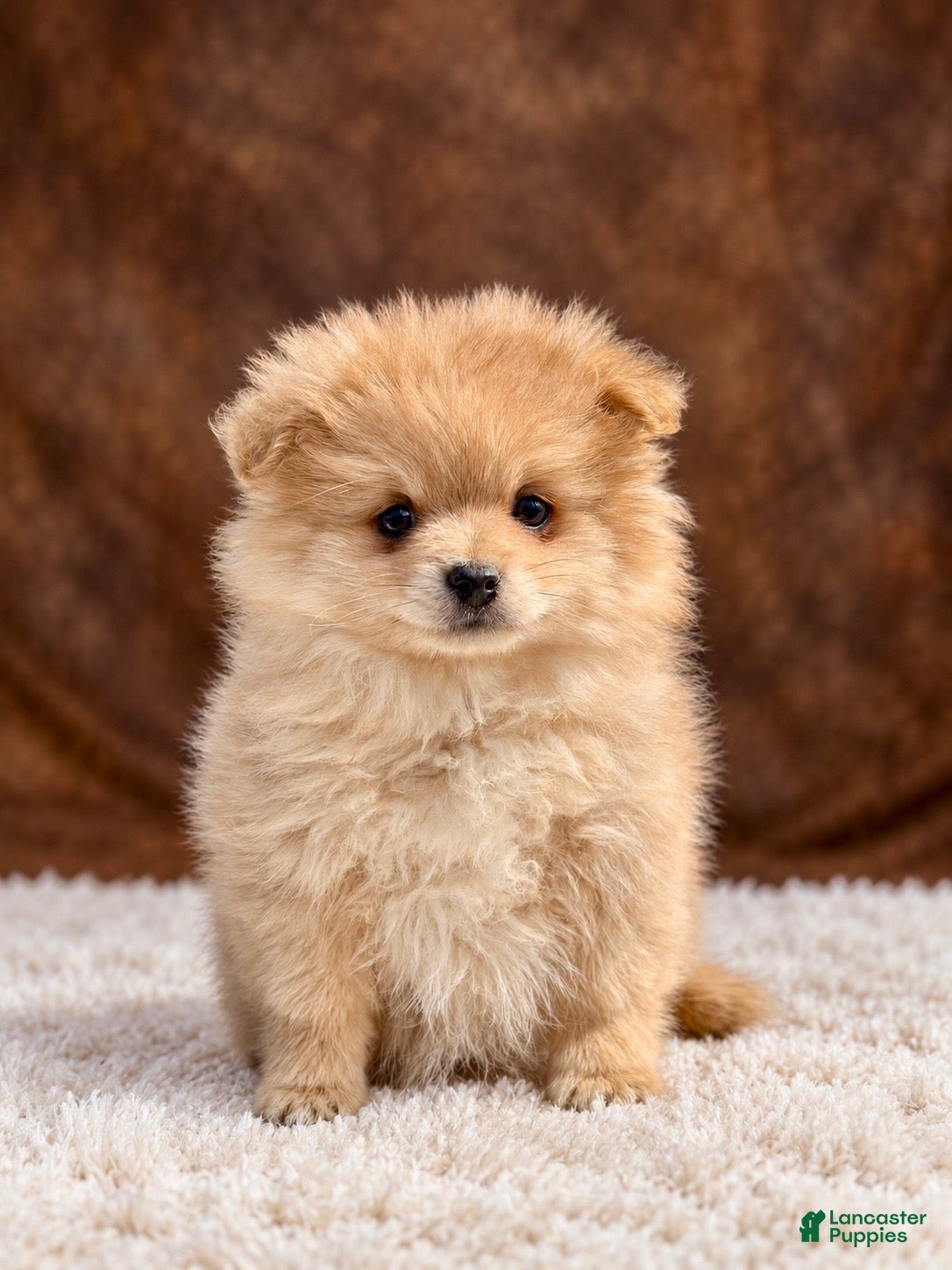 Pomeranian dogs Pomeranian 3 - Ad 2