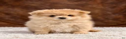 Pomeranian dogs for sale: Pomeranian 3 - Ad 2