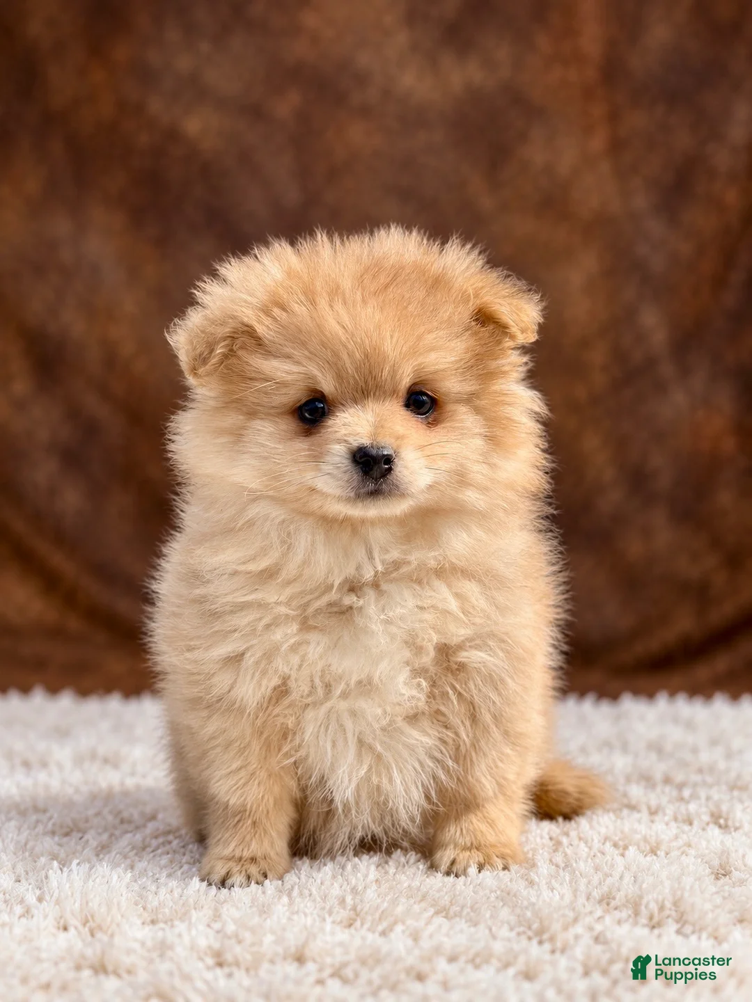Pomeranian dogs for sale: Pomeranian 3 - Ad 2