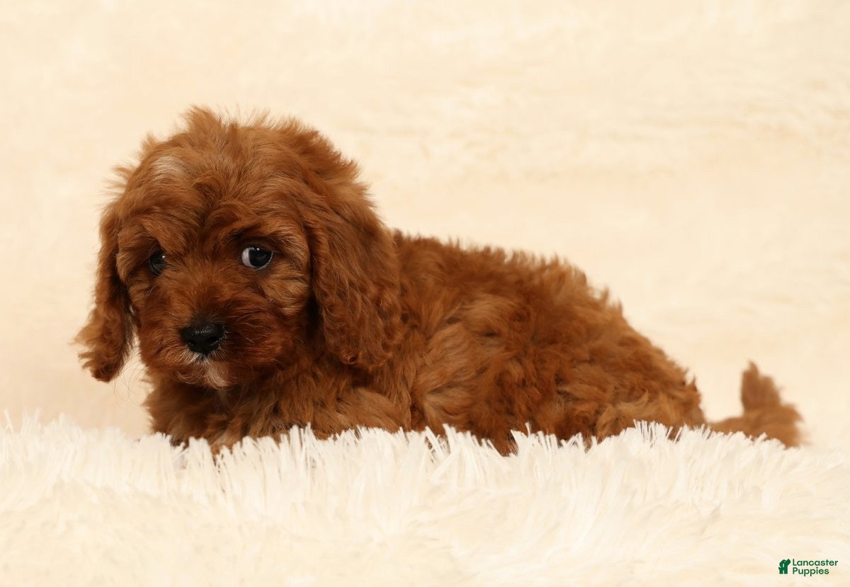 Cavapoo dogs Roxy - Ad 2