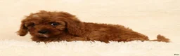 Cavapoo dogs for sale: Roxy - Ad 2