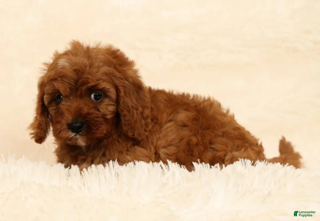 Cavapoo dogs for sale: Roxy - Ad 2