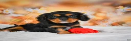 Cavalier King Charles Spaniel dogs for sale: Reba - Ad 3