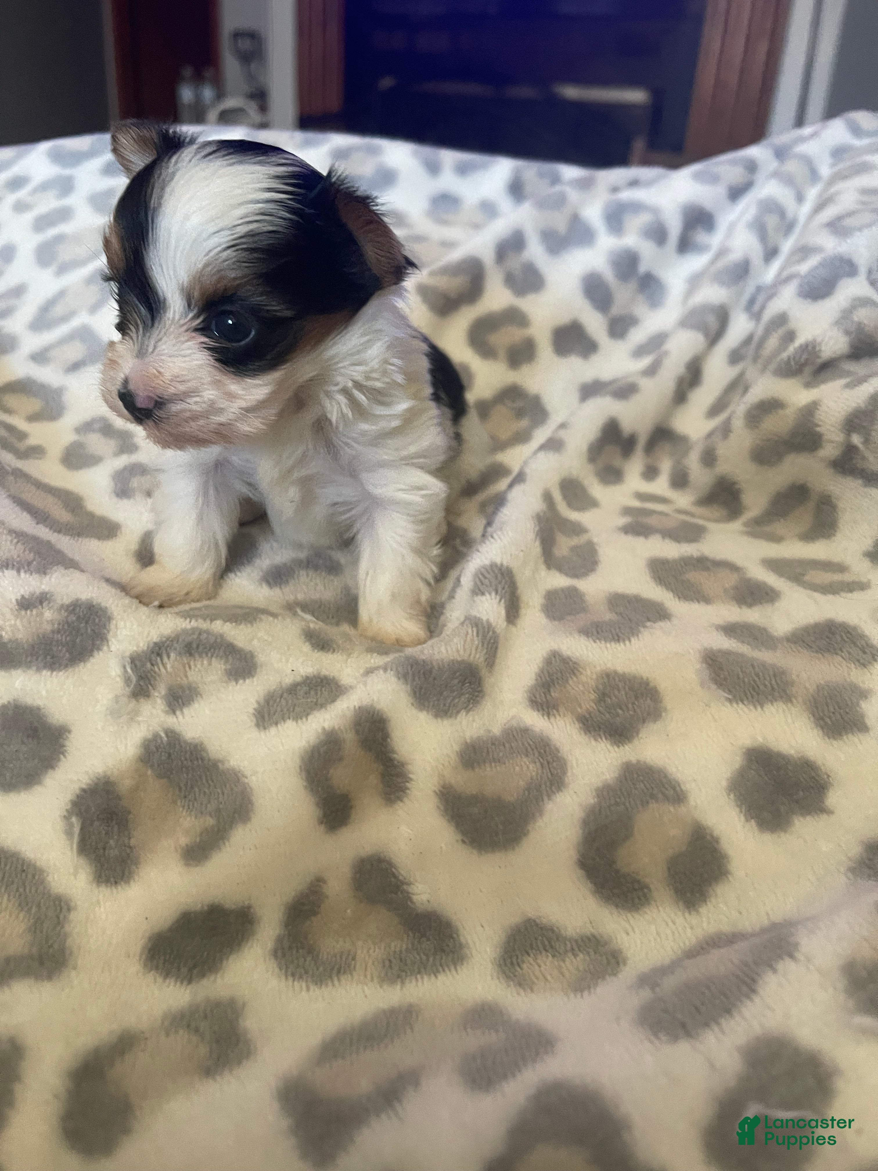 Yorkshire Terrier dogs for sale: Yorkshire Terrier 2 - Ad 4