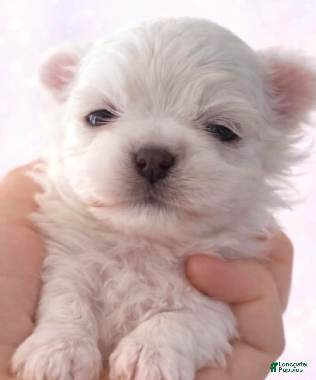 Yorkiepoo dogs for sale: Yorkiepoo tiny toy Puppy 2 - Ad 2
