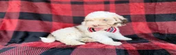 Cockapoo dogs for sale: Slade - Ad 3