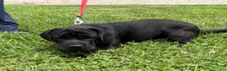 Mini Hippo dogs for sale: Ina - Ad 1