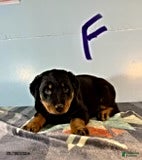 Rottweiler dogs Sarah - Ad 1