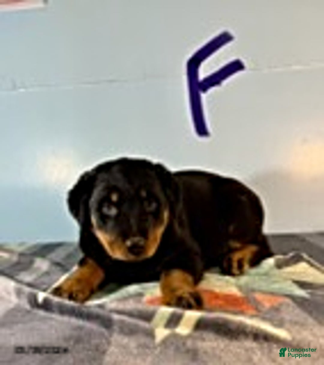 Rottweiler dogs for sale: Sarah - Ad 1
