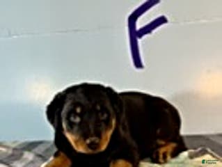 Rottweiler dogs Sarah - Ad 34