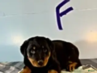 Rottweiler dogs Sarah - Ad 40