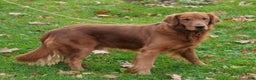 Golden Retriever dogs for sale: Noel - Ad 11