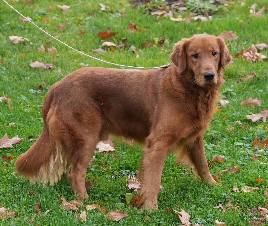 Golden Retriever dogs for sale: Noel - Ad 11