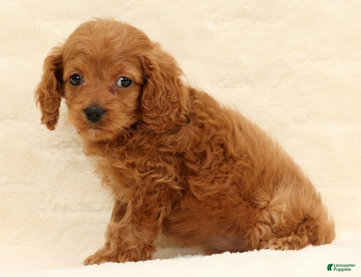 Cockapoo dogs Cassidy - Ad 8
