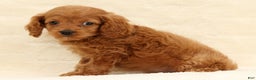 Cockapoo dogs for sale: Cassidy - Ad 1