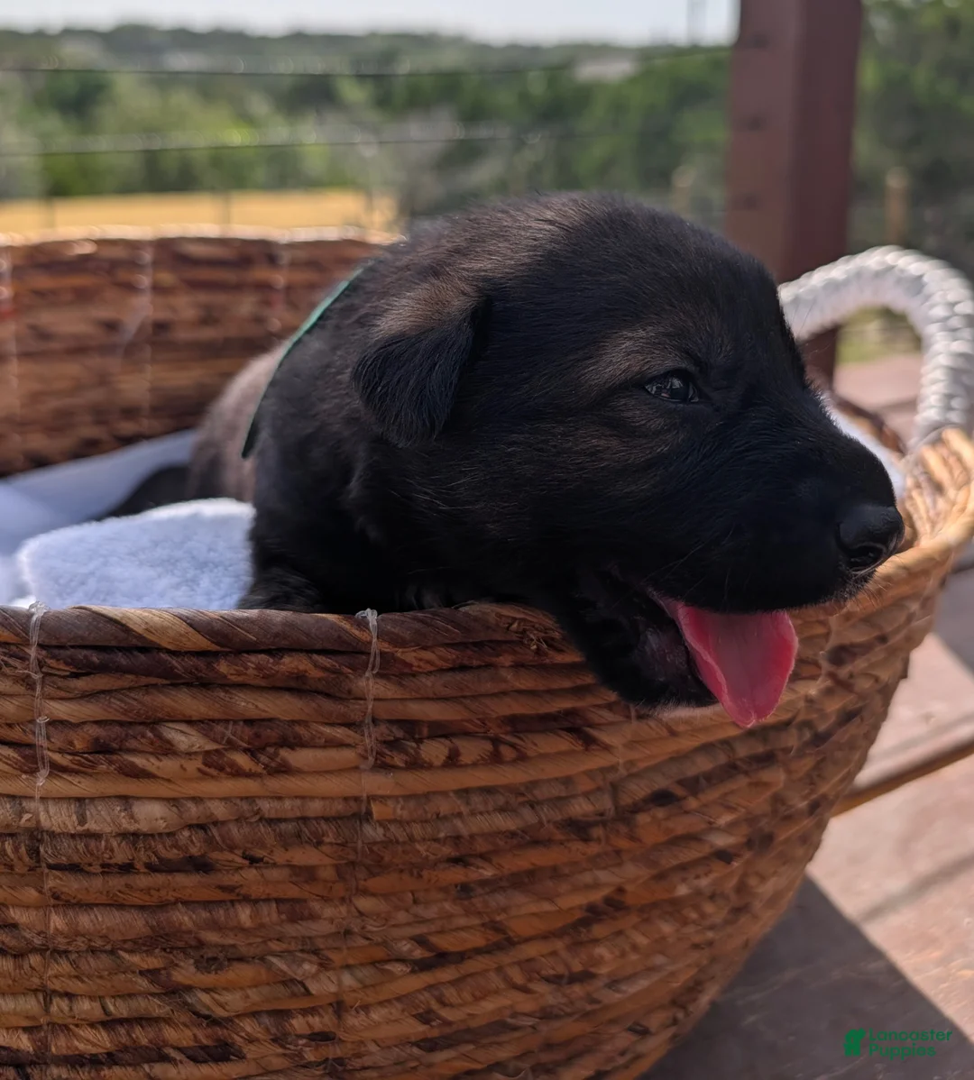 Mixed Breed dogs for sale: Mint Chip - Ad 2