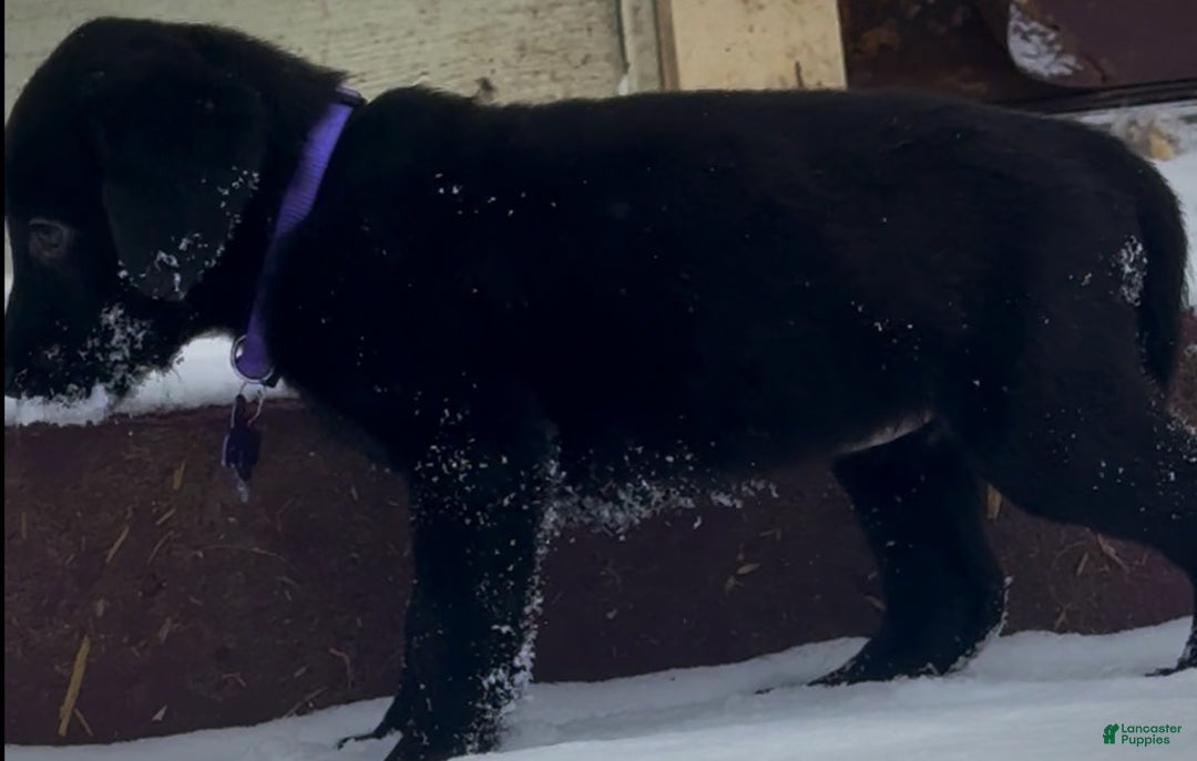 Labrador Retriever dogs for sale: Labrador Retriever Puppy 1 - Ad 12