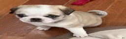 Pug dogs for sale: Panda fawn/white male  - Ad 3