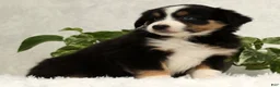 Miniature Australian Shepherd dogs for sale: Sage - Ad 5